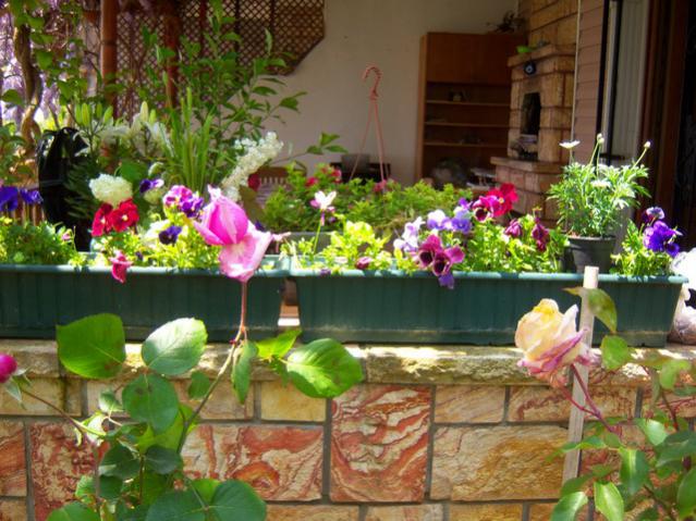 Name:  100_1377.jpg
Views: 691
Size:  63.2 KB