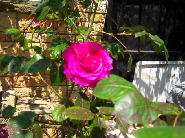 Name:  100_1380.jpg
Views: 652
Size:  60.3 KB