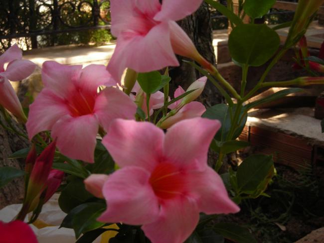 Name:  DSCN5347.jpg
Views: 1463
Size:  39.2 KB