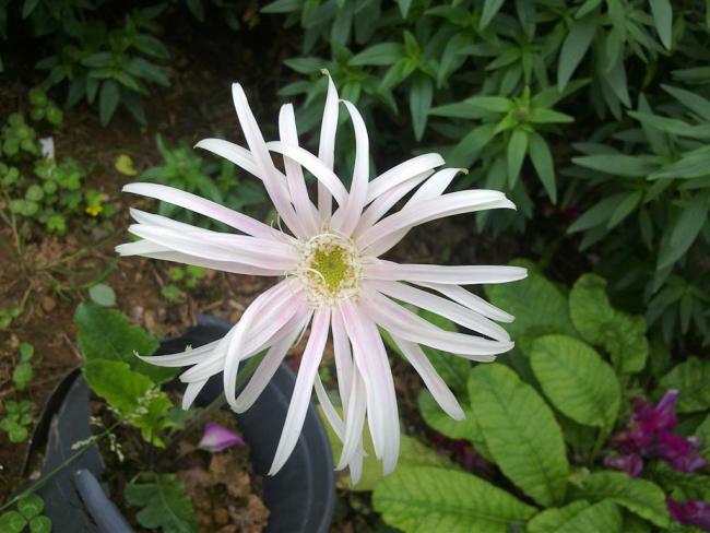 Name:  w1 006 (Byk).jpg
Views: 783
Size:  48.8 KB