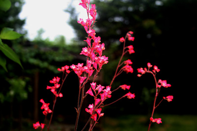 Name:  heuchera.jpg
Views: 942
Size:  63.0 KB