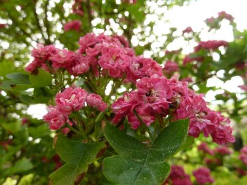 Name:  Bahe 24 Mays 2011 058.JPG
Views: 1332
Size:  48.7 KB