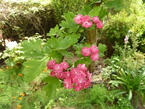 Name:  Bahe 24 Mays 2011 059.JPG
Views: 1375
Size:  53.3 KB