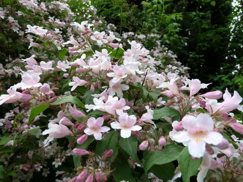 Name:  Bahe 24 Mays 2011 018.JPG
Views: 1765
Size:  57.4 KB