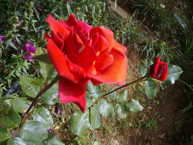 Name:  w 020 (Byk).jpg
Views: 676
Size:  70.9 KB