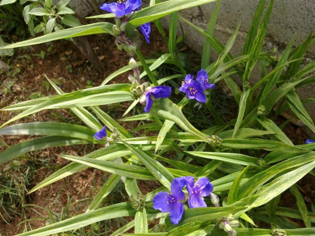 Name:  w 021 (Byk).jpg
Views: 671
Size:  70.6 KB