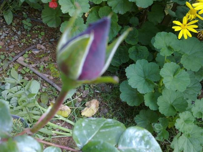Name:  w 036 (Byk).jpg
Views: 635
Size:  61.0 KB