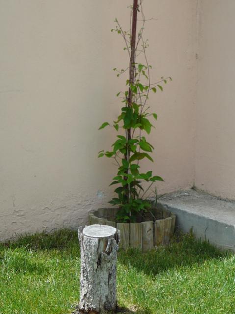 Name:  d16.jpg
Views: 813
Size:  37.3 KB