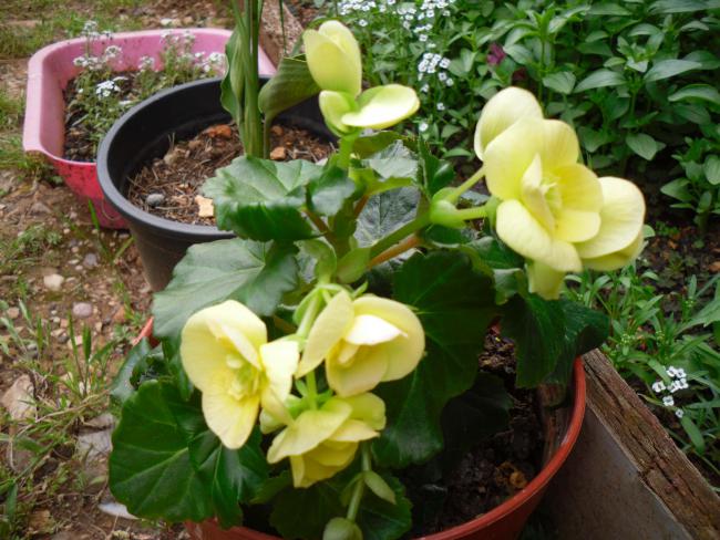 Name:  SDC12011 copy.jpg
Views: 683
Size:  61.7 KB