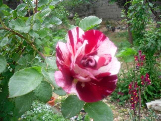 Name:  SDC12019 copy.jpg
Views: 678
Size:  55.1 KB