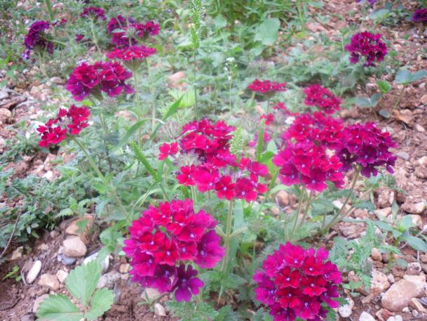 Name:  SDC12022 copy.jpg
Views: 639
Size:  71.9 KB