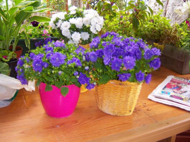 Name:  100_1415.jpg
Views: 764
Size:  63.6 KB