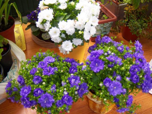 Name:  100_1416.jpg
Views: 756
Size:  65.0 KB