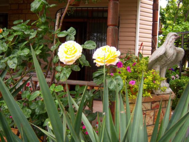 Name:  100_1417.jpg
Views: 750
Size:  61.7 KB