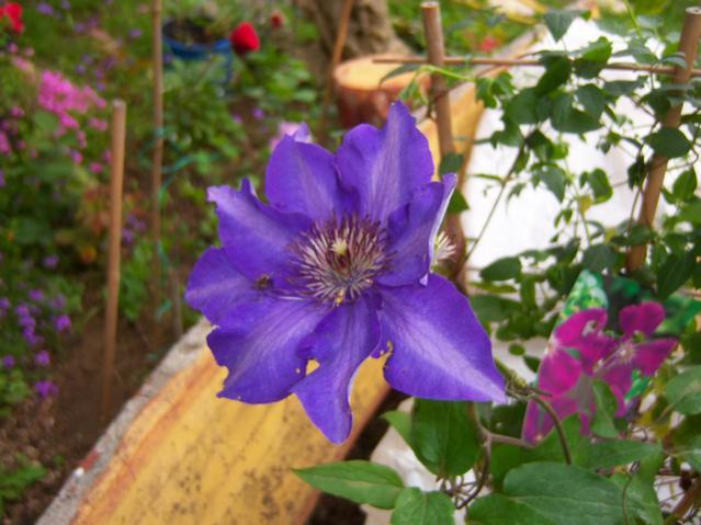 Name:  100_1419.jpg
Views: 770
Size:  47.3 KB