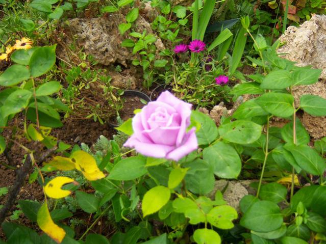 Name:  100_1423.jpg
Views: 744
Size:  67.5 KB