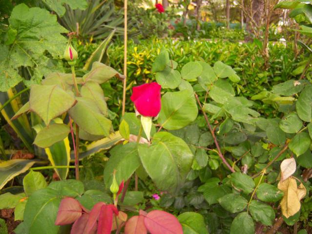 Name:  100_1424.jpg
Views: 712
Size:  59.8 KB