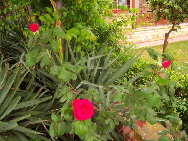 Name:  100_1427.jpg
Views: 747
Size:  69.4 KB