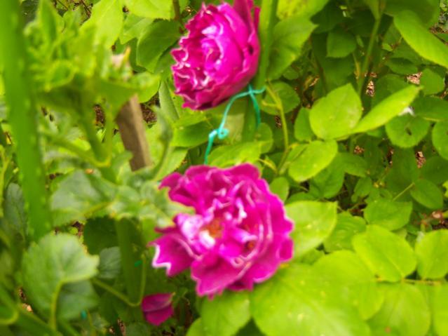 Name:  100_1433.jpg
Views: 747
Size:  42.9 KB