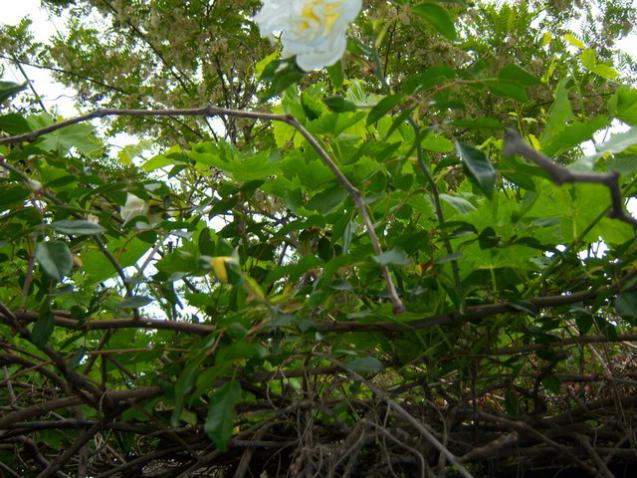 Name:  100_1434.jpg
Views: 746
Size:  70.0 KB