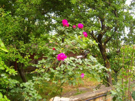 Name:  100_1437.jpg
Views: 705
Size:  73.5 KB