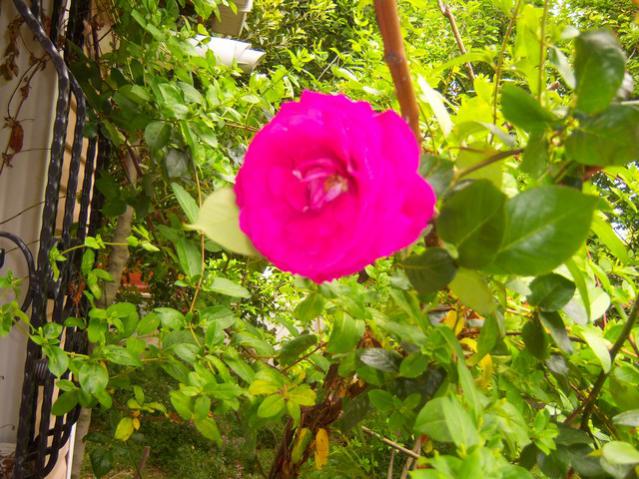 Name:  100_1438.jpg
Views: 703
Size:  69.2 KB
