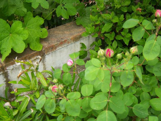 Name:  100_1445.jpg
Views: 731
Size:  56.7 KB