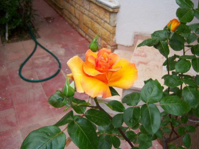 Name:  100_1446.jpg
Views: 807
Size:  41.7 KB