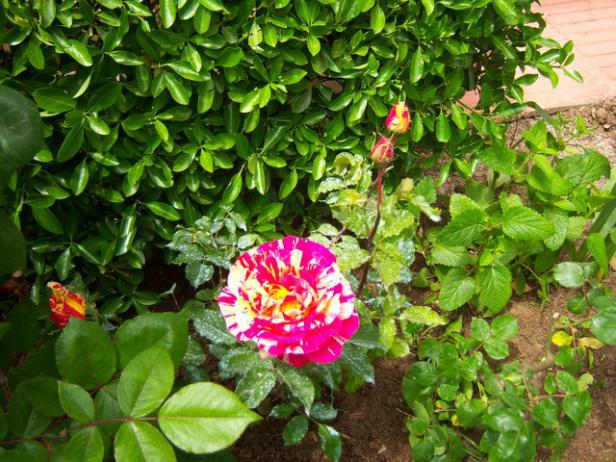 Name:  100_1451.jpg
Views: 796
Size:  71.7 KB