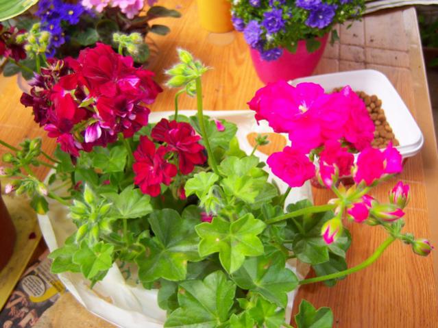 Name:  100_1454.jpg
Views: 767
Size:  55.2 KB