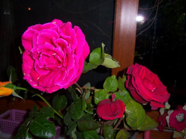 Name:  100_1474.jpg
Views: 739
Size:  36.7 KB