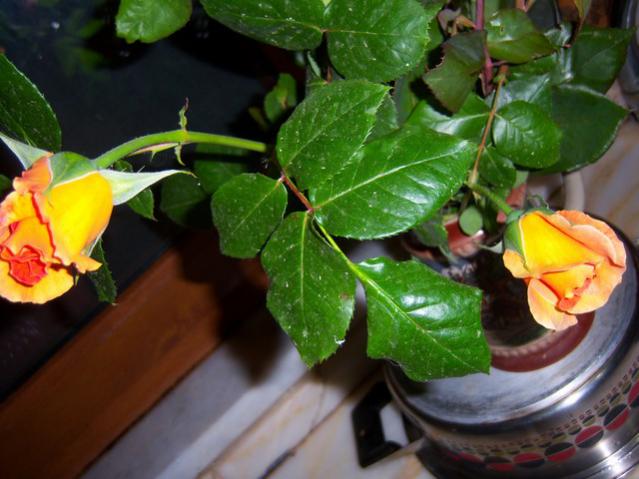 Name:  100_1475.jpg
Views: 680
Size:  45.3 KB