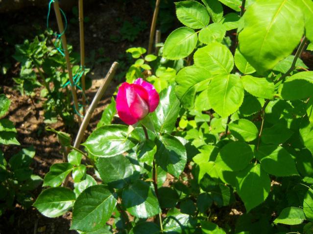 Name:  100_1479.jpg
Views: 701
Size:  59.3 KB