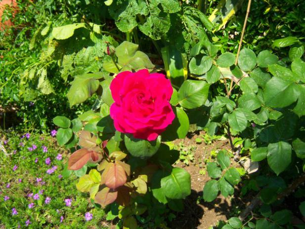 Name:  100_1482.jpg
Views: 690
Size:  71.0 KB