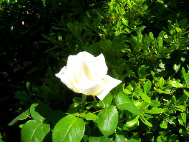 Name:  100_1483.jpg
Views: 665
Size:  51.4 KB