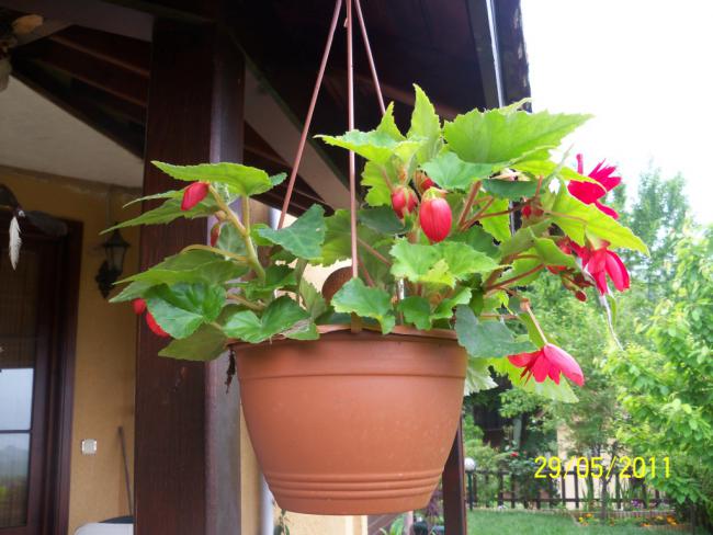 Name:  Begonya 6.jpg
Views: 3023
Size:  50.2 KB