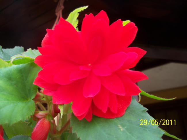 Name:  Begonya 8.jpg
Views: 1728
Size:  26.4 KB