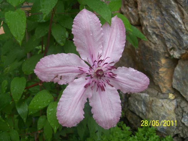 Name:  clematis 1.jpg
Views: 1731
Size:  45.6 KB
