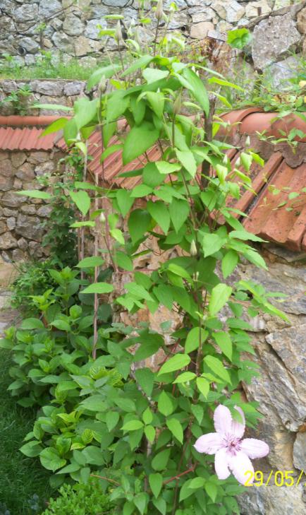 Name:  clematis 12.jpg
Views: 1699
Size:  74.9 KB