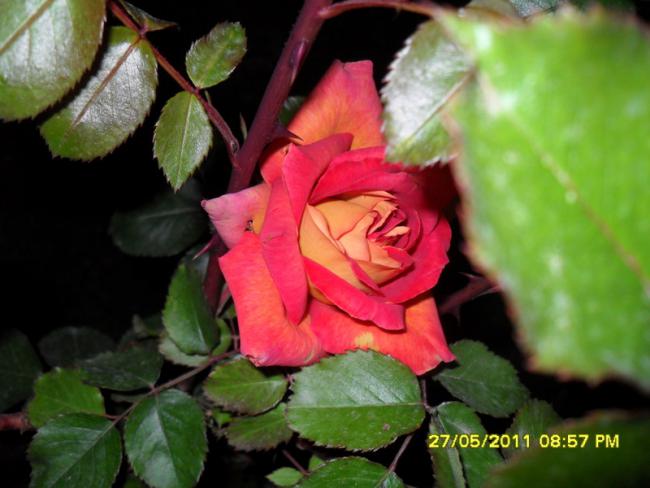 Name:  022.jpg
Views: 748
Size:  40.6 KB
