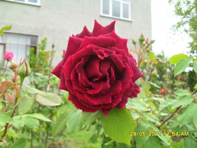 Name:  035.jpg
Views: 731
Size:  44.9 KB