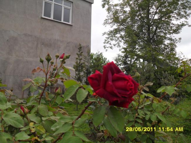 Name:  036.jpg
Views: 712
Size:  60.5 KB