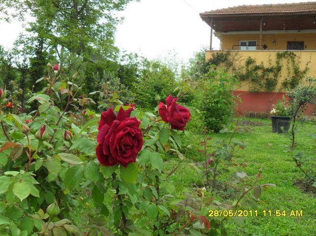 Name:  037.jpg
Views: 778
Size:  70.8 KB