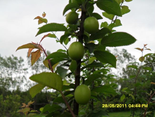 Name:  132.jpg
Views: 721
Size:  44.5 KB