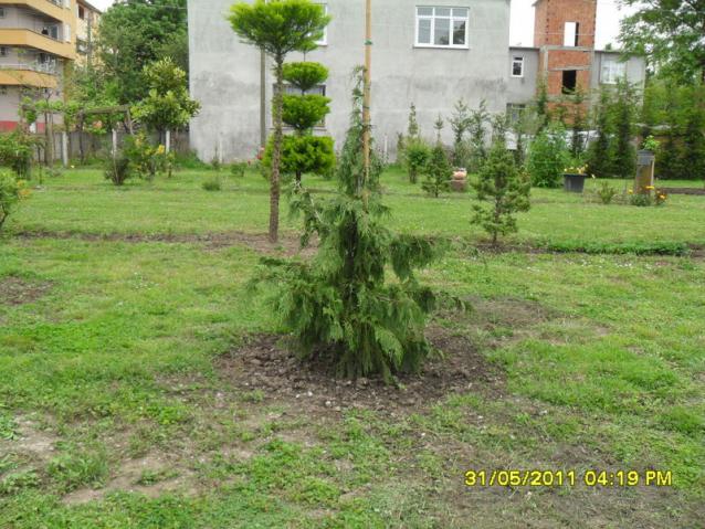 Name:  098.jpg
Views: 858
Size:  70.0 KB
