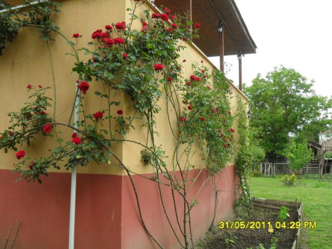 Name:  104.jpg
Views: 850
Size:  59.1 KB
