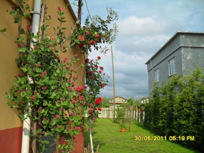 Name:  033-1.jpg
Views: 785
Size:  63.0 KB