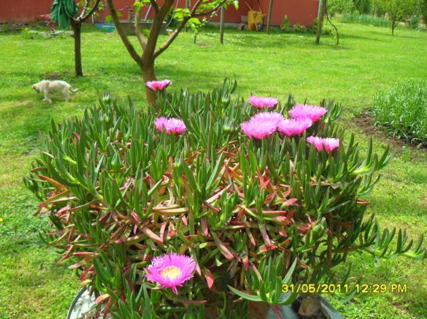 Name:  039.jpg
Views: 2037
Size:  71.3 KB
