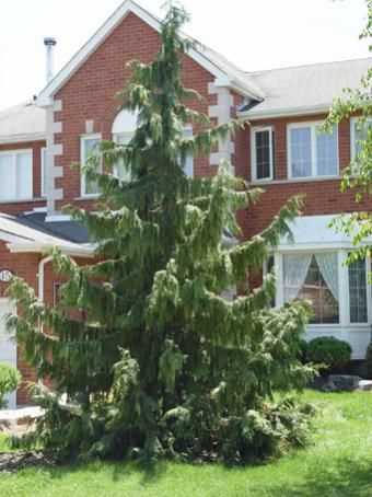Name:  ch_nootkatensis_pendula[1].jpg
Views: 822
Size:  33.9 KB