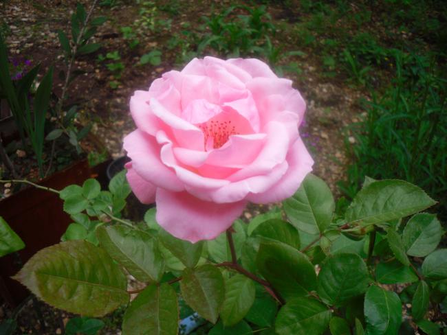Name:  SDC12026 copy.jpg
Views: 653
Size:  45.0 KB